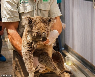 Gau Koala song sot ra sao sau vu chay rung o Australia hinh anh 6 01.jpg