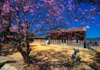 Mai anh đào nở bung trước Tết