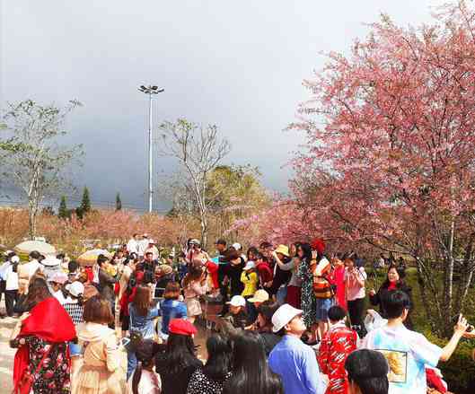 Du khách ùn ùn lên cao nguyên Măng Đen ngắm mai anh đào nở sớm - 1