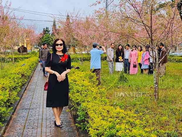 Du khách ùn ùn lên cao nguyên Măng Đen ngắm mai anh đào nở sớm - 7