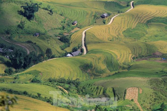 Ruộng bậc thang Mù Cang Chải thành Di tích quốc gia đặc biệt