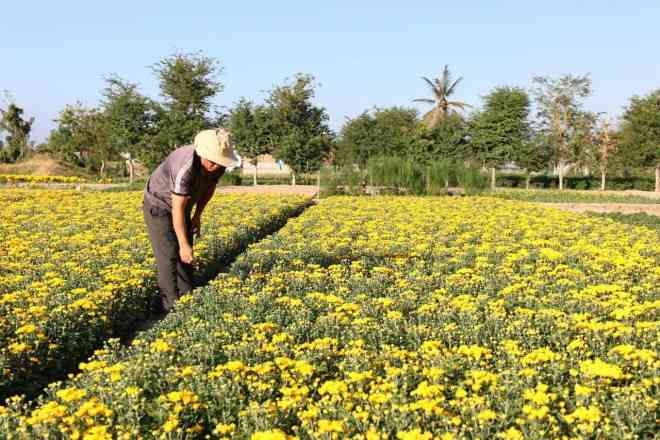 Chiêm ngưỡng cánh đồng cúc vàng đẹp mê mải chờ đón Tết ở Ninh Thuận - 2