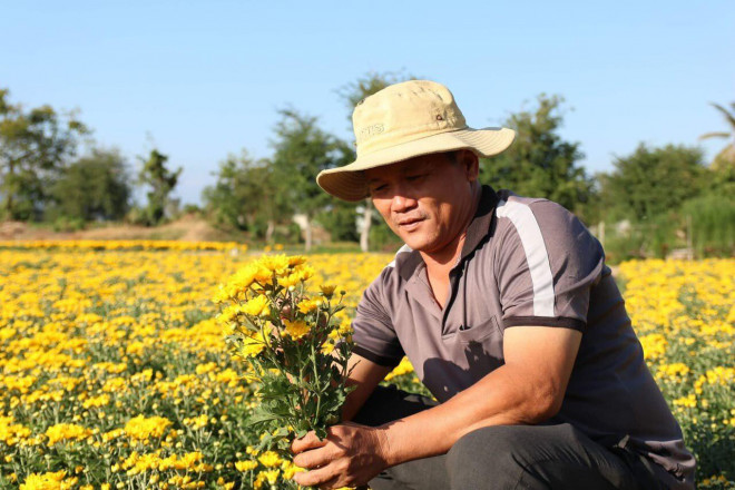 Chiêm ngưỡng cánh đồng cúc vàng đẹp mê mải chờ đón Tết ở Ninh Thuận - 3