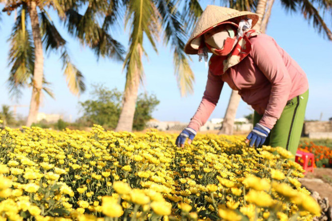 Chiêm ngưỡng cánh đồng cúc vàng đẹp mê mải chờ đón Tết ở Ninh Thuận - 9