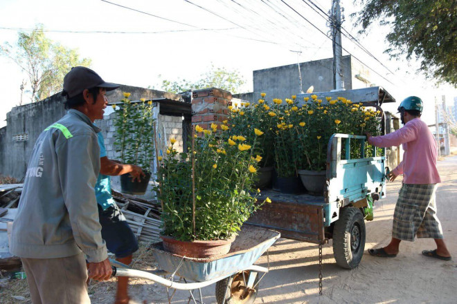 Chiêm ngưỡng cánh đồng cúc vàng đẹp mê mải chờ đón Tết ở Ninh Thuận - 11