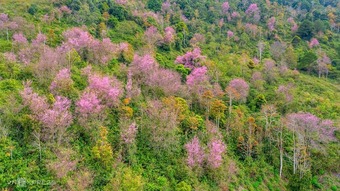 Mai anh đào nở bung trước Tết