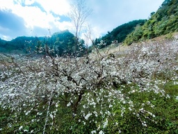 Hoa man no som, bung sac trang khap thung lung Moc Chau hinh anh 8 2.1_2.jpg