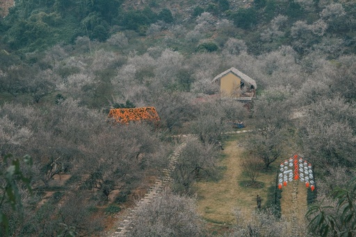 Hoa mo Moc Chau vao mua, khoe sac trang mot goc troi hinh anh 4 2.jpg