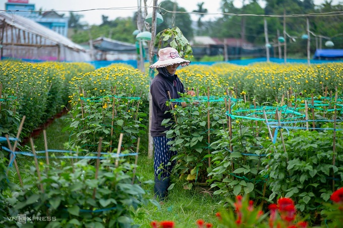 Cánh đồng hoa cúc miền Trung