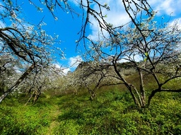 Hoa man no som, bung sac trang khap thung lung Moc Chau hinh anh 9 3.1_2.jpg