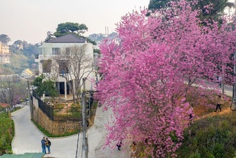 Mai anh đào nở bung trước Tết