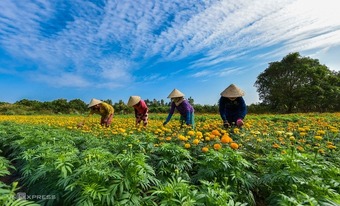 Làng hoa trăm tuổi vào mùa Tết