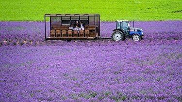 Hoa nở ở Furano. Ảnh: Japan Guide.