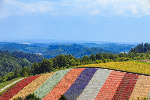 Mùa hè rực rỡ tại Hokkaido với những thảm hoa nhiều màu sắc. Ảnh: Vũ Văn Lâm