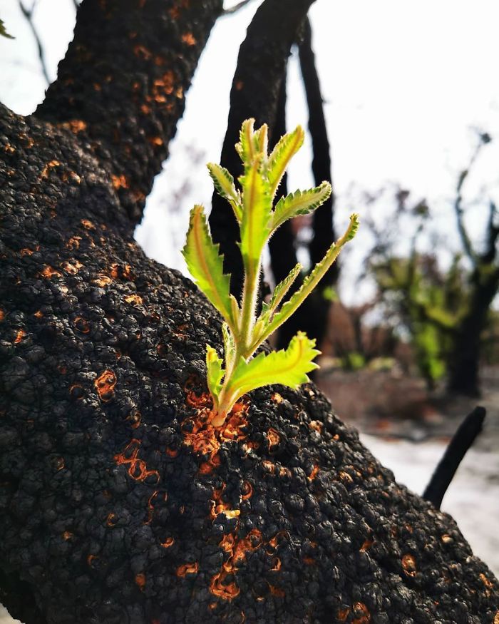 Su song bat dau tro lai nhung canh rung chay cua Australia hinh anh 3 australia_forests_after_wildfires_photo_27_5e31418419565_700.jpg