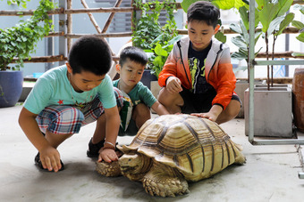 Quán cà phê cho khách chơi với lạc đà