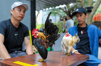 Quán cà phê cho khách chơi với lạc đà