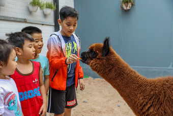 Quán cà phê cho khách chơi với lạc đà