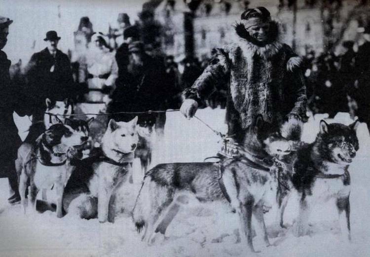 Đoàn chó kéo trong cuộc chạy đua đưa huyết thanh đến Nome năm 1925. Ảnh: Forgotten History.