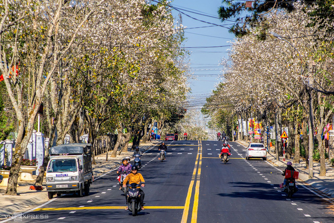 Hoa ban trắng nở rộ ở Đà Lạt