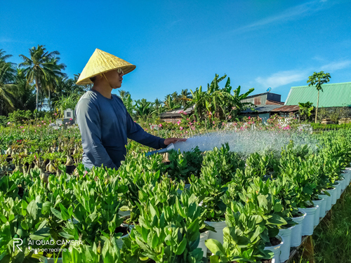 Làng hoa Sa Đéc vào mùa trẩy hội (xin bài edit)