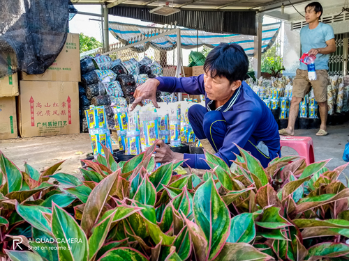 Làng hoa Sa Đéc vào mùa trẩy hội (xin bài edit) - 5