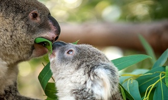 7 dieu dang chu y ve gau Koala cua Australia hinh anh 4