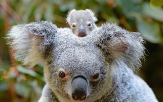 7 dieu dang chu y ve gau Koala cua Australia hinh anh 2