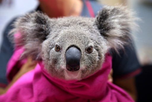 Gau Koala song sot ra sao sau vu chay rung o Australia hinh anh 4 koala_1.jpg