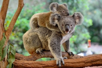 7 dieu dang chu y ve gau Koala cua Australia hinh anh 7