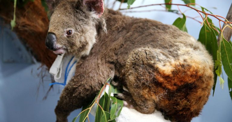 Gấu Koala sống sót ra sao sau vụ cháy rừng ở Australia Gấu Koala sống sót ra sao sau vụ cháy rừng ở Australia