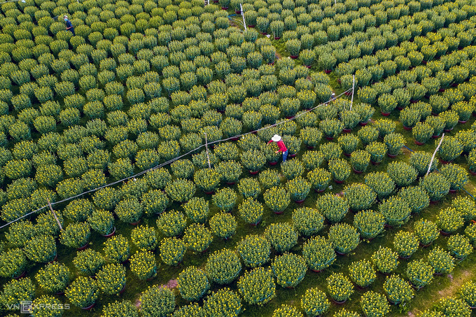 Cánh đồng hoa cúc miền Trung