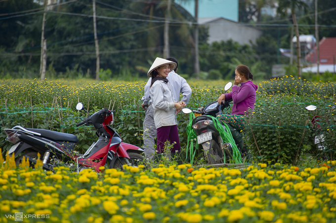 Cánh đồng hoa cúc miền Trung