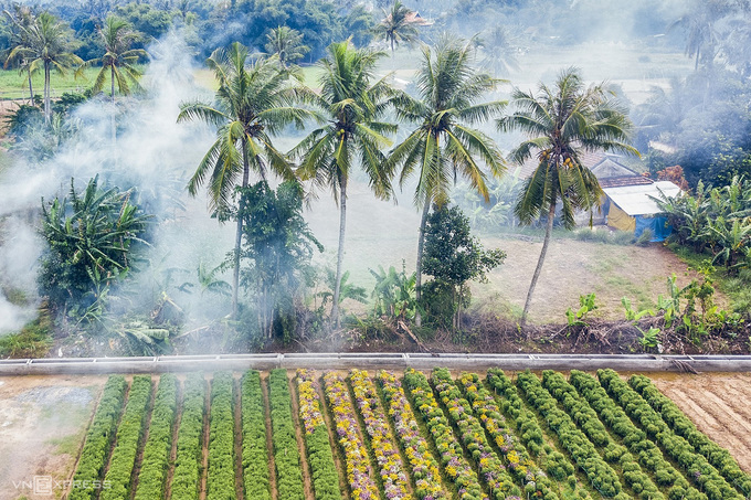 Cánh đồng hoa cúc miền Trung