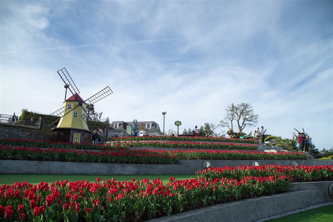 Goc Ha Lan ruc ro sac hoa trong long Da Nang hinh anh 2 Le_hoi_hoa_tulip_Sun_World_Ba_Na_Hills_6_.jpg