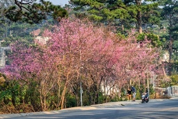 Mai anh dao Da Lat no ro don nam moi hinh anh 12 mai_anh_daao_zing_15_.jpg