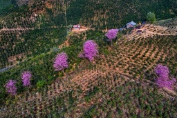 Mai anh dao Da Lat no ro don nam moi hinh anh 16 mai_anh_dao_zing_11_.JPG