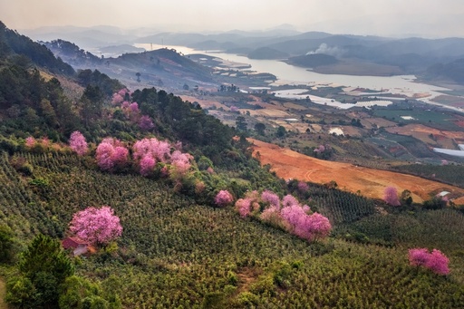 Mai anh dao Da Lat no ro don nam moi hinh anh 15 mai_anh_dao_zing_12_.JPG