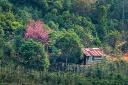 Mai anh dao Da Lat no ro don nam moi hinh anh 14 mai_anh_dao_zing_13_.JPG