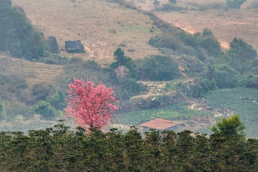 Mai anh dao Da Lat no ro don nam moi hinh anh 13 mai_anh_dao_zing_14_.JPG