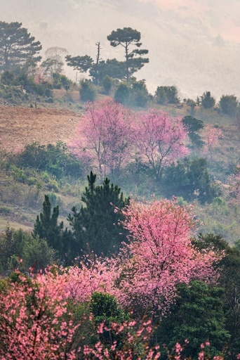 Mai anh dao Da Lat no ro don nam moi hinh anh 10 mai_anh_dao_zing_18_.JPG