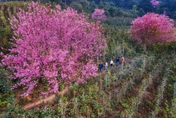 Mai anh dao Da Lat no ro don nam moi hinh anh 3 mai_anh_dao_zing_5_.JPG