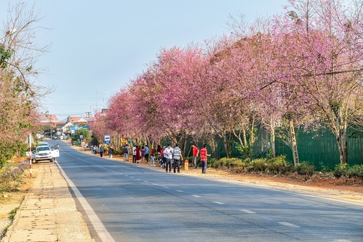 Mai anh dao Da Lat no ro don nam moi hinh anh 7 mai_anh_daos_zing_6_.jpg