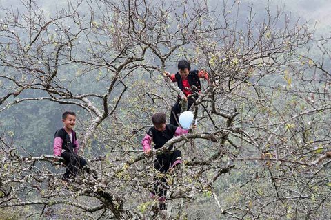 Lên Mộc Châu ngắm đồi chè xanh ngút mắt, xem trẻ em chơi "trồng nụ trồng hoa" - 14