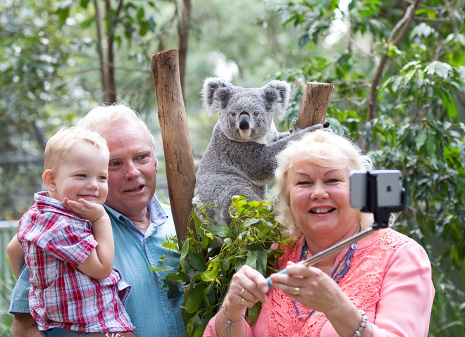 Koala và những động vật bản địa nổi tiếng của Australia