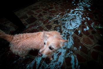 Trai nghiem mot ngay ngap lut lich su o Venice hinh anh 8 venice_flood_photography_natalia_elena_massi_2019_11_5e09cd4848e30_700.jpg