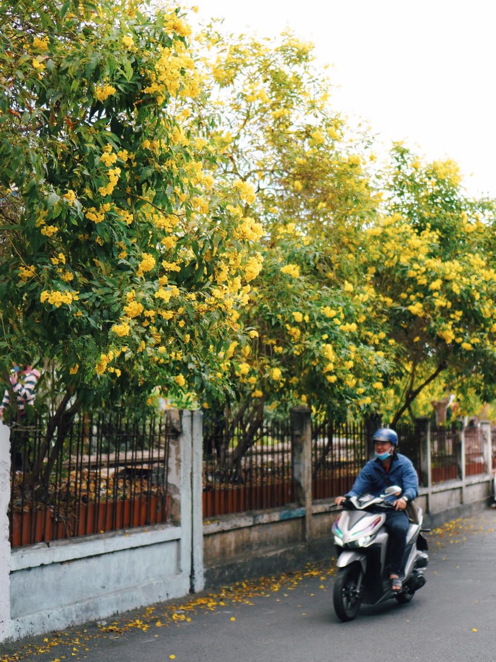 Hoa huynh lien no vang ruc con duong o TP.HCM hinh anh 8 12_1.jpg