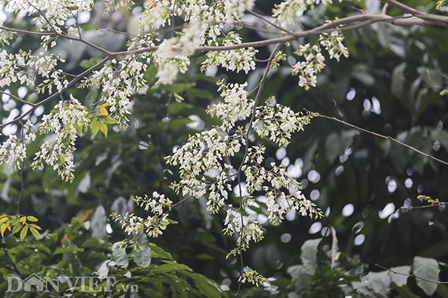 Tâm hồn bình yên đến kỳ lạ khi ngắm hoa sưa bung nở trắng trời Hà Nội - 2