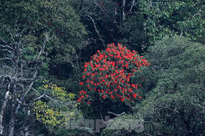 Mê mẩn ngắm hoa đỗ quyên cổ thụ trăm tuổi rực rỡ trên đỉnh Hoàng Liên Sơn - 17