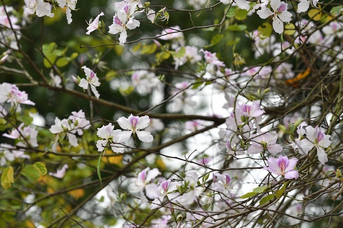 Hoa ban nở rộ